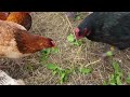 Roaming Chickens Out - Feeding and Egg Collection - I Cleaned the Rabbit Coop - I Checked the Quails