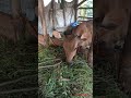 Cara Merawat Anak Sapi  PEDET Makan Rumput Di Kandang