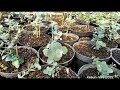 eucalyptus_silverdollar_vlog 22