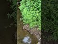 Butterfly swarm attacks.