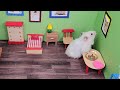 🐹Hamster Escapes the Creative Maze for Pets in real life 🐹 in Hamster Stories