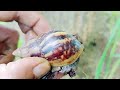 Hunting Snail || Mencari Keong,Menemukan Bekicot,Siput,Ulat bulu #hunting #snail #siput