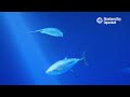 2 Hours of 4K Open Sea Fish to Relax/Study | Lofi Hip Hop | Monterey Bay Aquarium Krill Waves Radio