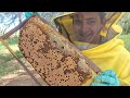 Revisão e colocação de cera nova nas abelhas #videonovo #abelhas