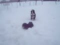 Dollee and Cutter playing in the snow.