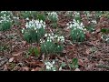 Snowdrops - The Meaning of Plants