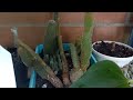#Tour por mi jardín 2da parte Suculentas y mas #Cactus # plantas #mijardin