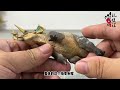 （玩模汇）好龙谷 科学复原 异形角龙Good Dragon Valley Scientific Restoration Alien Ceratops