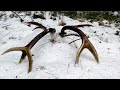 Zrzuty jelenia, piekna para w sniegu od starego byka / Nice pair of old red stag antlers in the snow