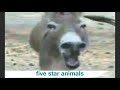 Laughter donkey