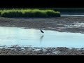 Heron Wading