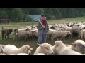Tradičné ovčiarstvo na Liptove