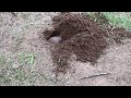 Gopher Digging a Hole
