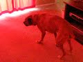 Dog Sneezing