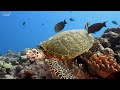 Ocean 4K - Sea Animals for Relaxation, Beautiful Coral Reef Fish in Aquarium (4K Video Ultra HD) #5