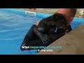 Baby jaguar's very first swim - BBC