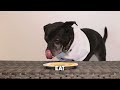 DO THIS if your DOG won't eat blueberries | Homemade Dog Food Recipes