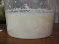 Milk Fermentation