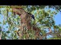 Vua Khỉ Miền Tây cưa nhiều nhánh dài của cây Còng khủng (2/4) Cutting tree