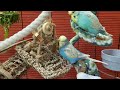 7 hours of relaxing budgie sounds