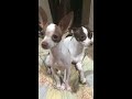 Polli and Max-grumpy dogs