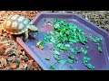 Sulcata tortoise (2 months old)
