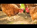 Comment voir qu'une poule a des vers | La santé de vos poules | Poules