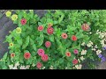 【春の種蒔き】百日草ジニア成長観察！種蒔き〜種取り180日！ガーデニング三段 庭づくり