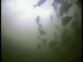 Underwater Footage of Bream - Abramis Brama