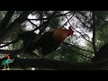 Roosters up in the tree at Eco Park 1, Bandar Seri Botani, Ipoh