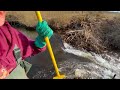 Beaver Dam Removal || It could end BADLY! Collapse!