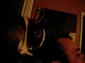 House rabbit grooming his human's head
