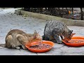 Giving food for adorable cats in pagoda they are so smart