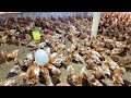Raising chickens | How to fatten adult chickens and feed them
