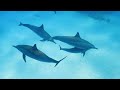 Under the Red Sea 4K - Beautiful Coral Reef Fish - Marine Animals to Relax #4