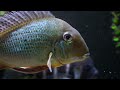 Top 10 Cichlids of All Time!