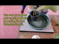 How To Grow Moringa In Containers: Growing Moringa Indoors