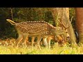 4k wild animals and birds  | safari discovery | animals cams live | relaxing music| nature sound