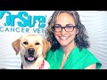 6 Cancer Tips I Wish All Pet Owners Knew Sooner - VLOG 124