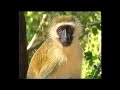 Relax with nature | soundscapes of an African safari | monkeys and bird song |