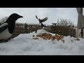 🐦🥜 Balcony Banquet: Magpie Jay Ravens' Peanut Party | Korg Volca Sample Powered 🎶 #birds #jay #raven