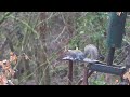 Squirrel whacking with .22 subsonics
