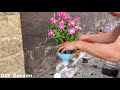 Smart idea for Plastic Bottles, Recycling Plastic bottles into Flower pots