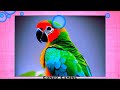 puzzle #1619 gameplay || hd beautiful parrots birds pets jigsaw puzzle || @combogaming335
