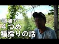 【自然農】8月の農作業と種蒔きについて/畑の様子も紹介《無農薬/無施肥/無化学肥料/夏野菜》