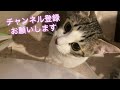 猫のキャッチ穴で遊ぶ