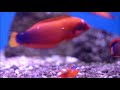Beautiful, Calming, Relaxing Instrumental Music | by Russell Nollen - Under The Sea