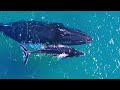 12K HDR 120fps Dolby Vision 🌿 Wildlife in 2024 (Viral Title)