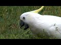Australia, Paraíso de Aves | Documental de Animales | Película Completa | Observación de Aves