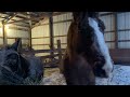 Blizzard at the farm | Horse_CrZy